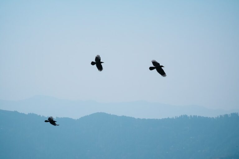 Babiogórski Park Narodowy – unikalne gatunki i górskie legendy